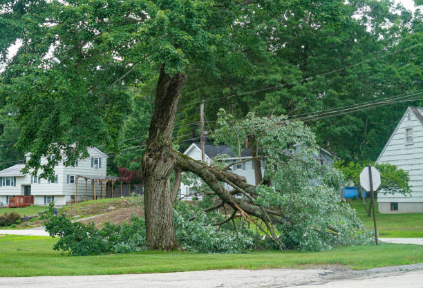 Best Tree Stump Removal  in USA